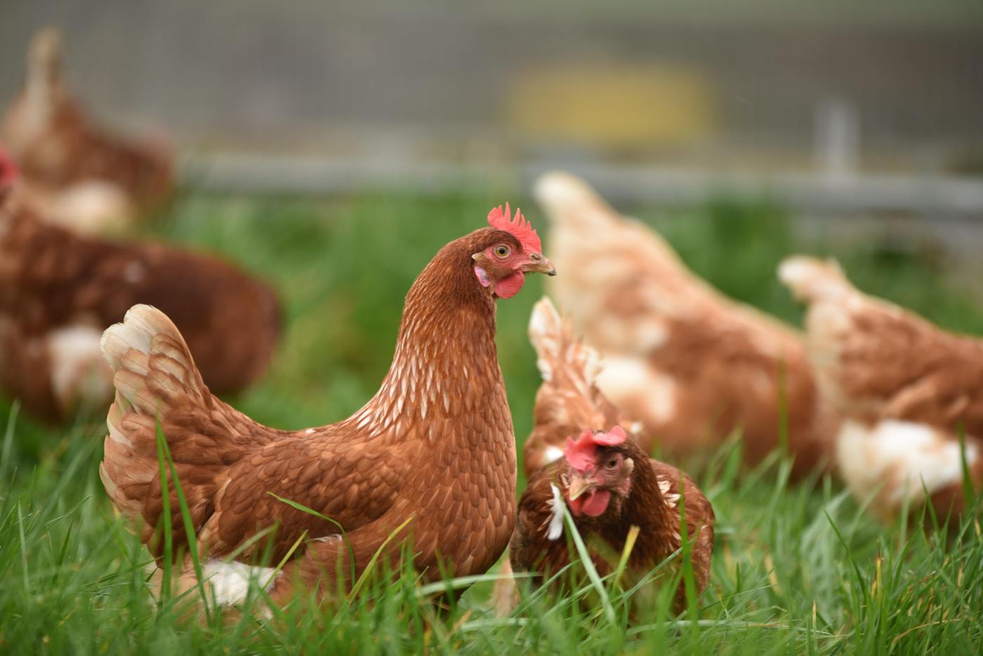 British Poultry Council (BPC)